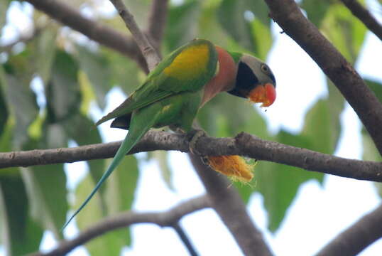 Image of Moustached Parakeet