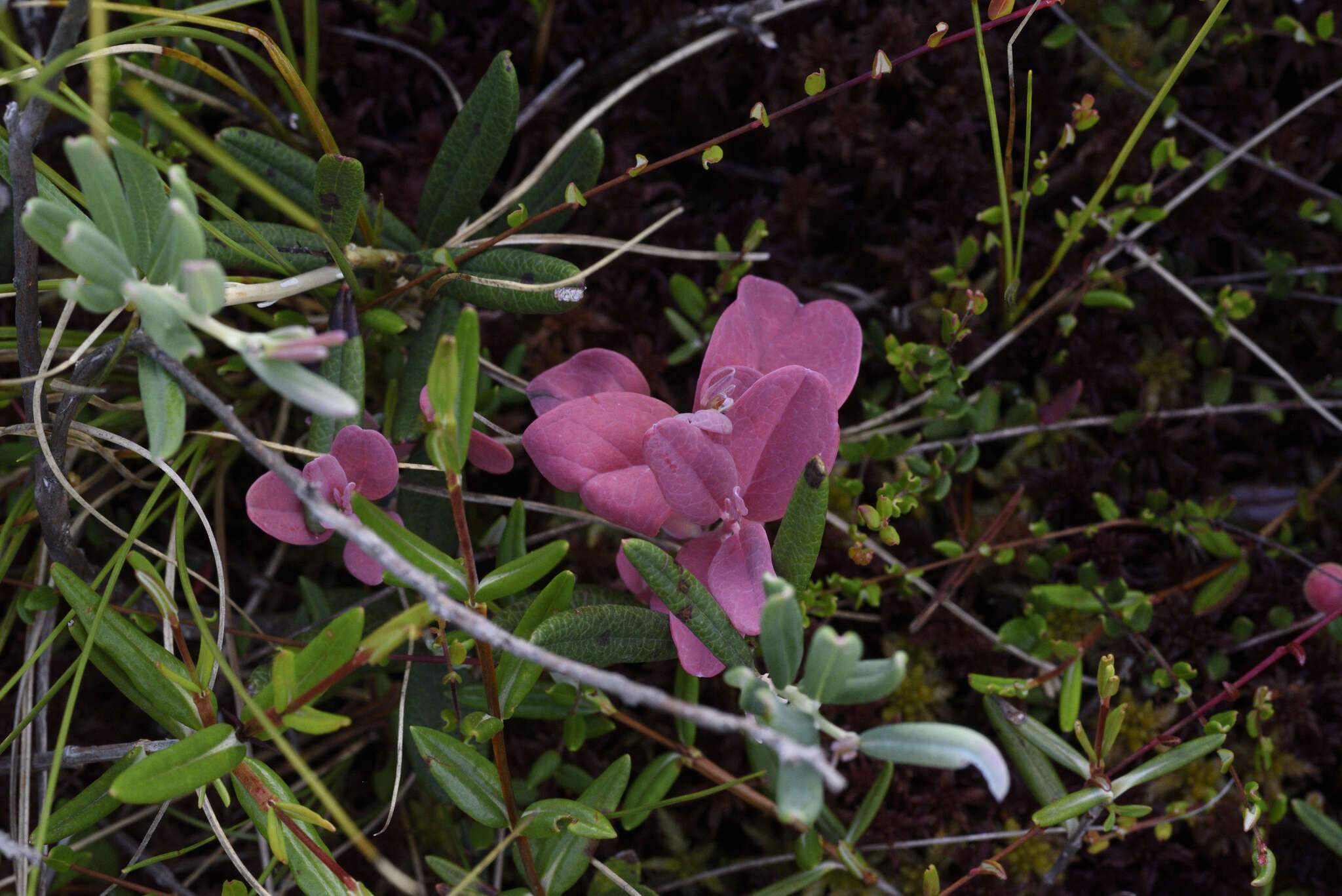 Image of Exobasidium karstenii Sacc. & Trotter 1912