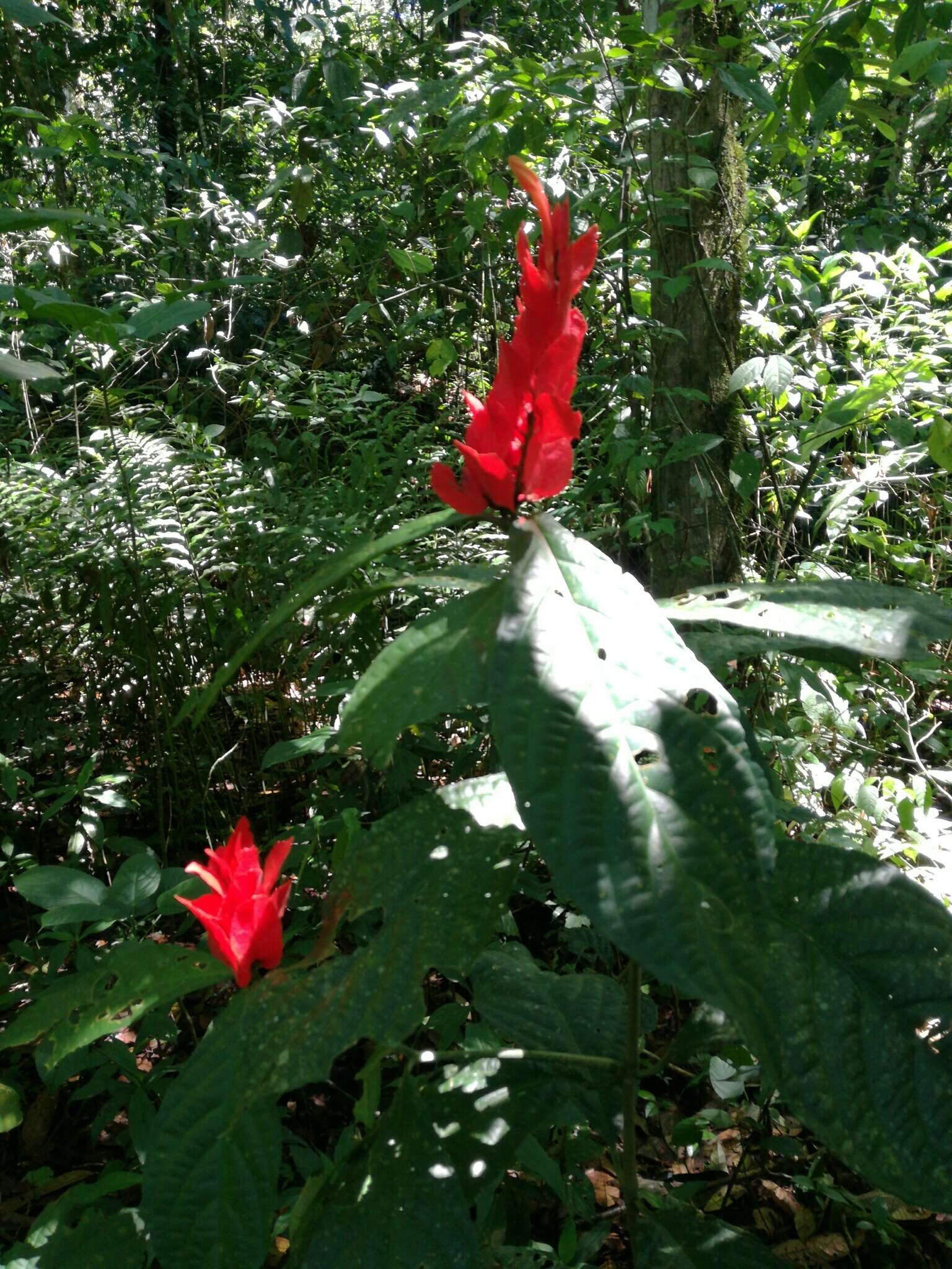 Image of Peruvian wild petunia