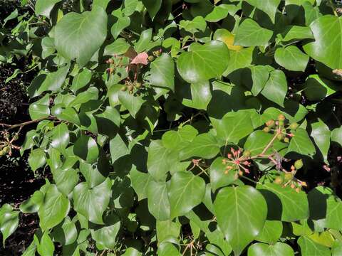 Image of Hedera helix f. helix