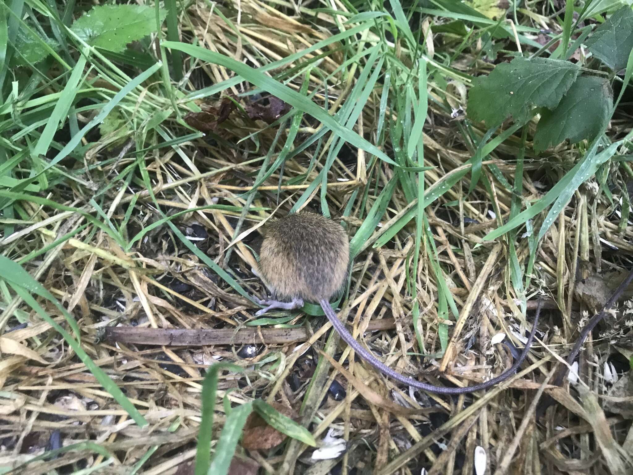 Image of Pacific Jumping Mouse