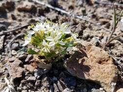 Eremothera nevadensis (Kellogg) W. L. Wagner & Hoch resmi