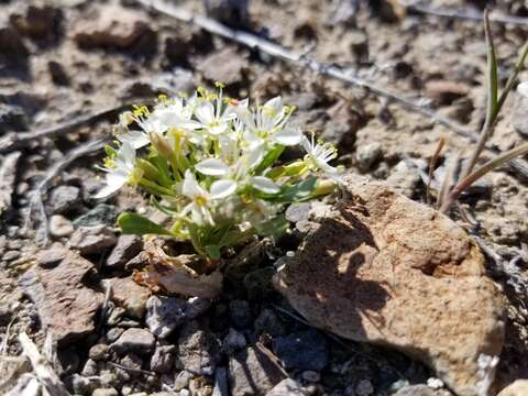 Image of Nevada suncup