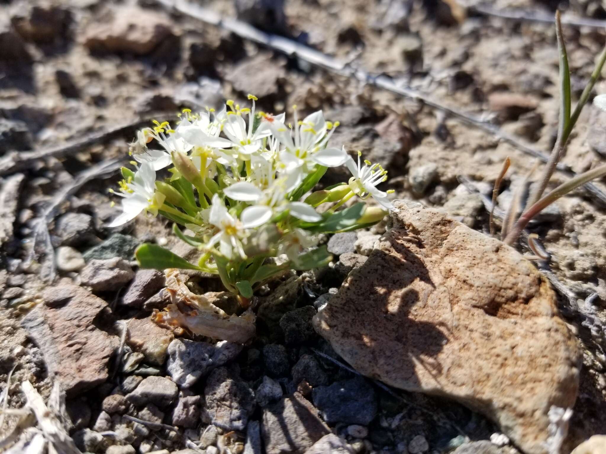 Eremothera nevadensis (Kellogg) W. L. Wagner & Hoch resmi