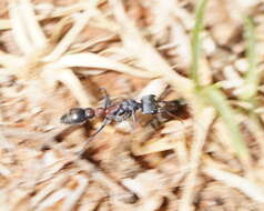 Image of Myrmecia varians Mayr 1876