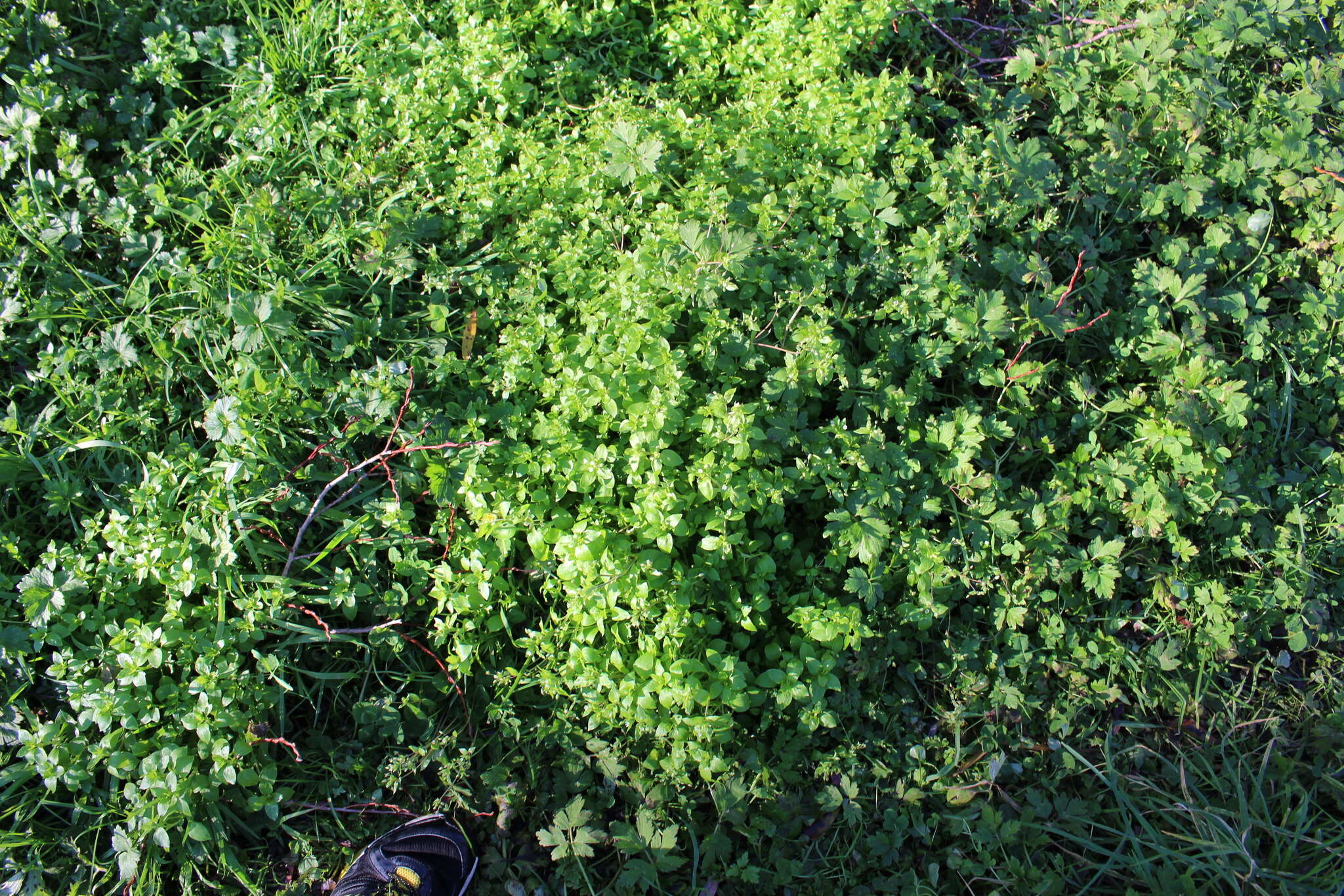 Image of common chickweed