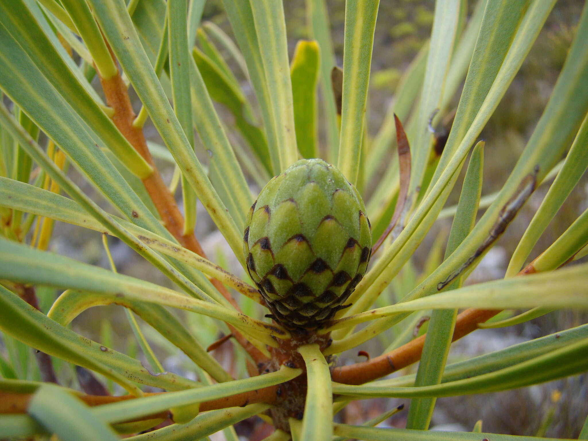 Image de Protea repens (L.) L.