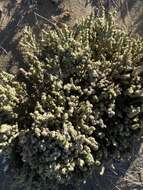 Image of Atriplex julacea S. Wats.