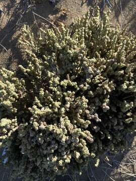 Image of Atriplex julacea S. Wats.