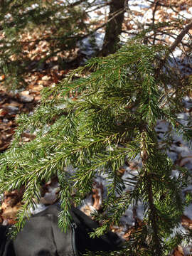 Image of red spruce