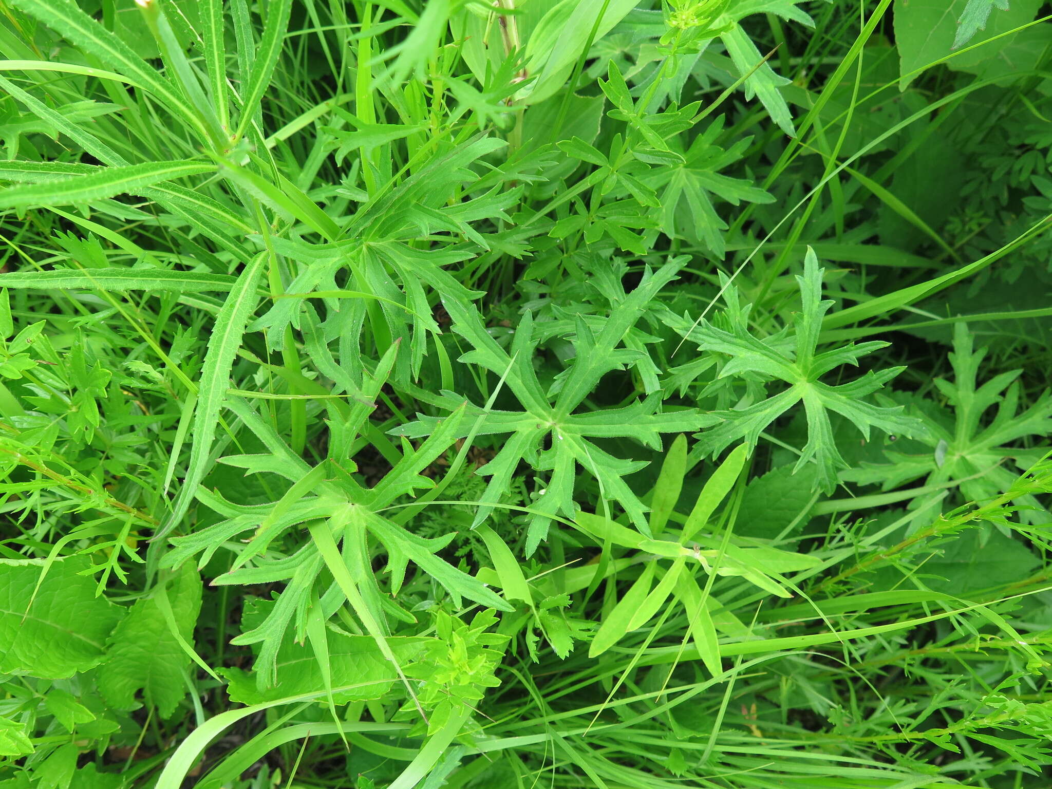 Image of Geranium krameri Franch. & Sav.