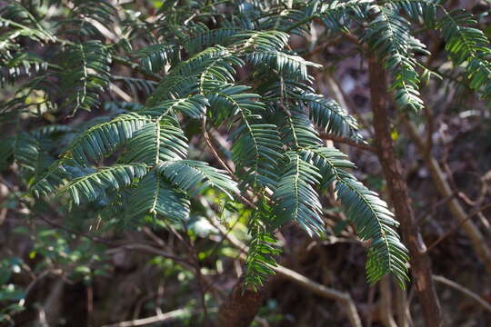 Image of <i>Cephalotaxus harringtonia</i>