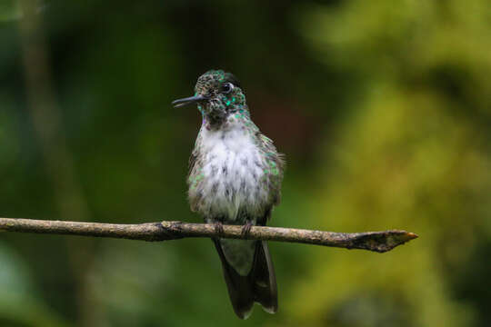 Image of White-bellied Mountain-gem