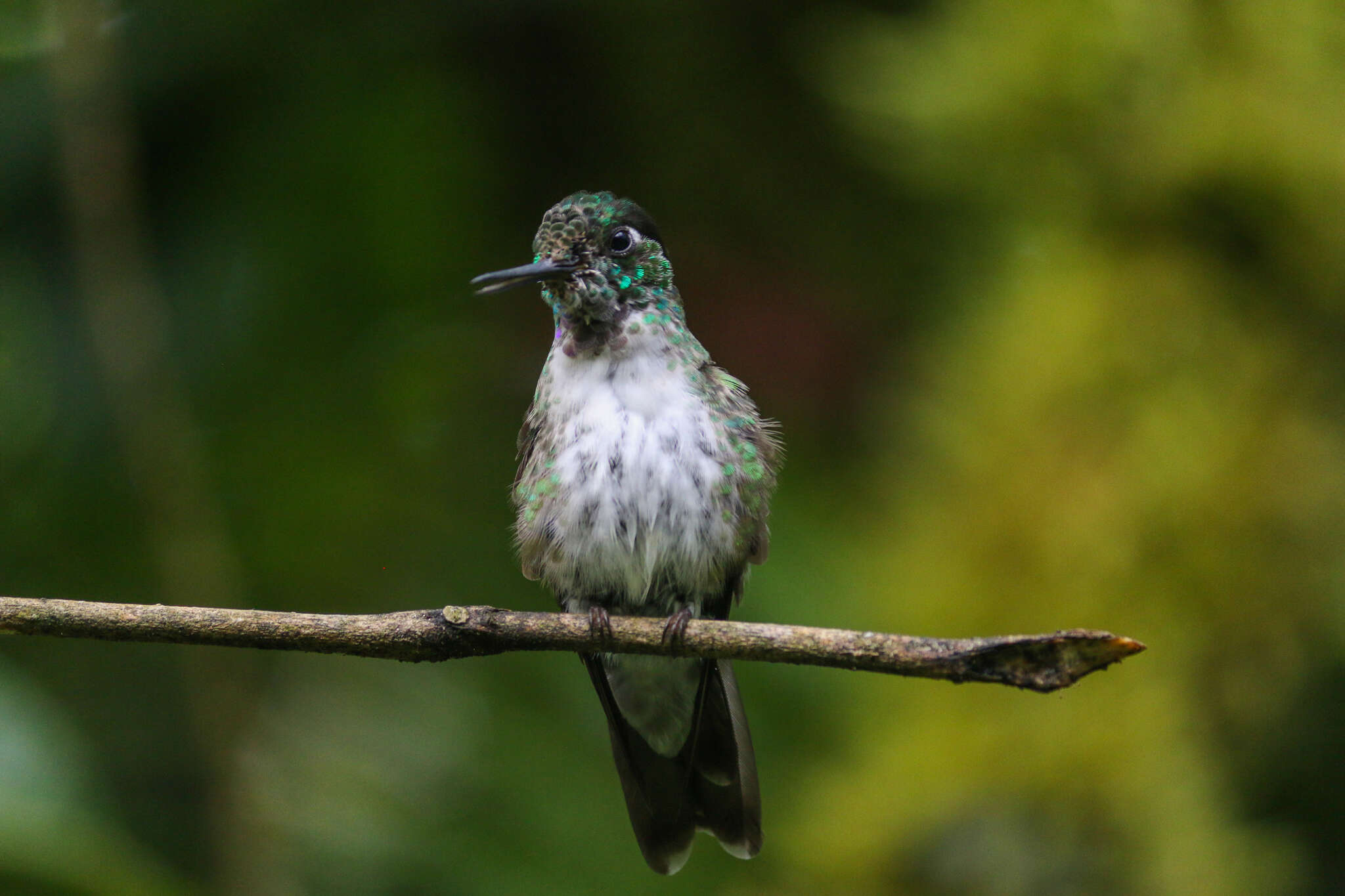 Image of White-bellied Mountain-gem