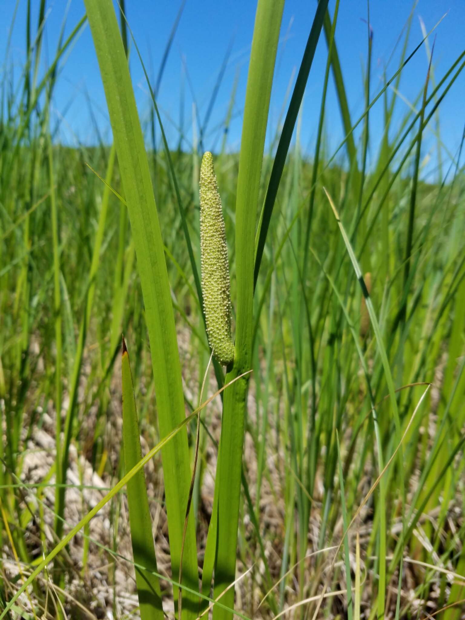 Imagem de Acorus calamus var. americanus Raf.