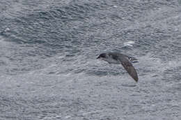 Image of South Georgia Diving Petrel