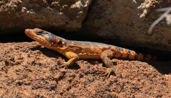 Image of Eastern Cape Crag Lizard