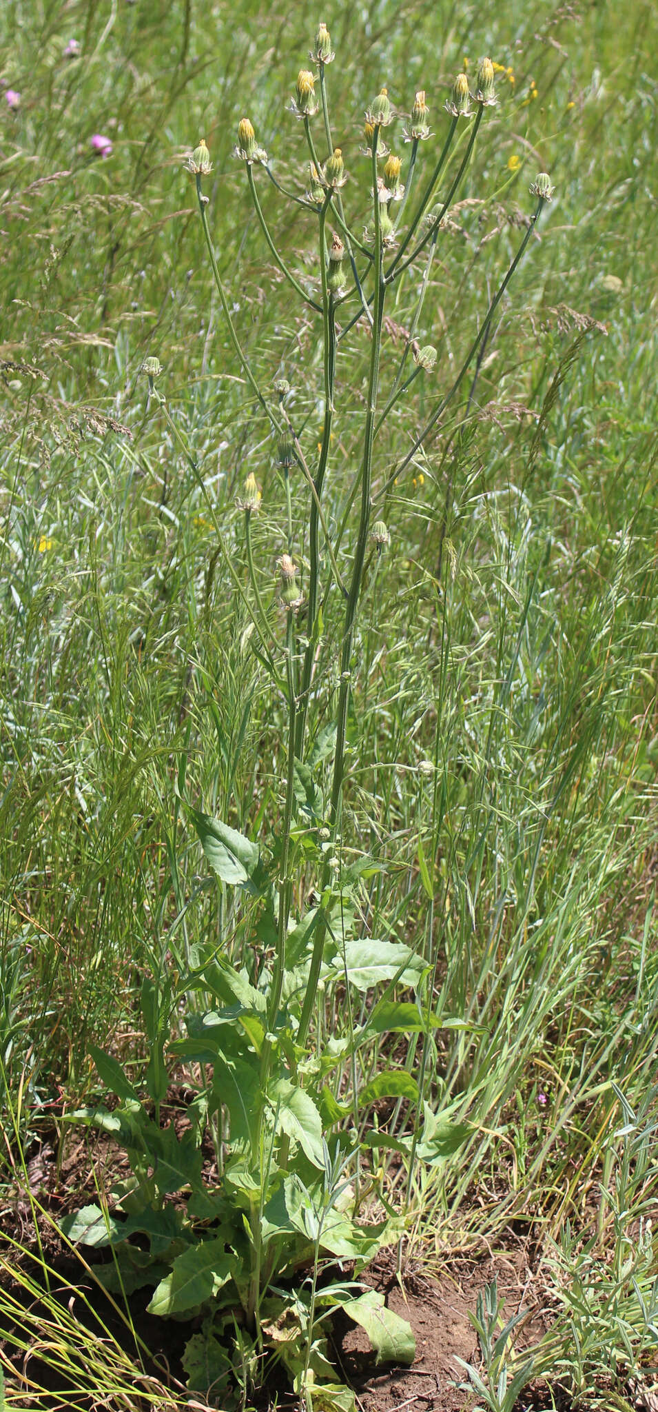 صورة Crepis alpina L.