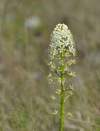 Image of Nuttall's deathcamas