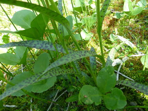 Image of Dactylorhiza fuchsii subsp. hebridensis (Wilmott) Soó