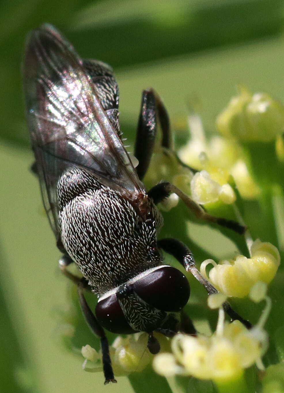 Image of Myolepta aurinota (Hine 1903)