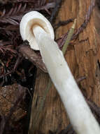 Image of Entoloma adnatifolium (Murrill) Blanco-Dios 2015