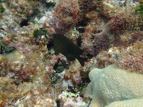 Image of Dusky Damselfish