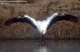 Image of Japanese White Stork