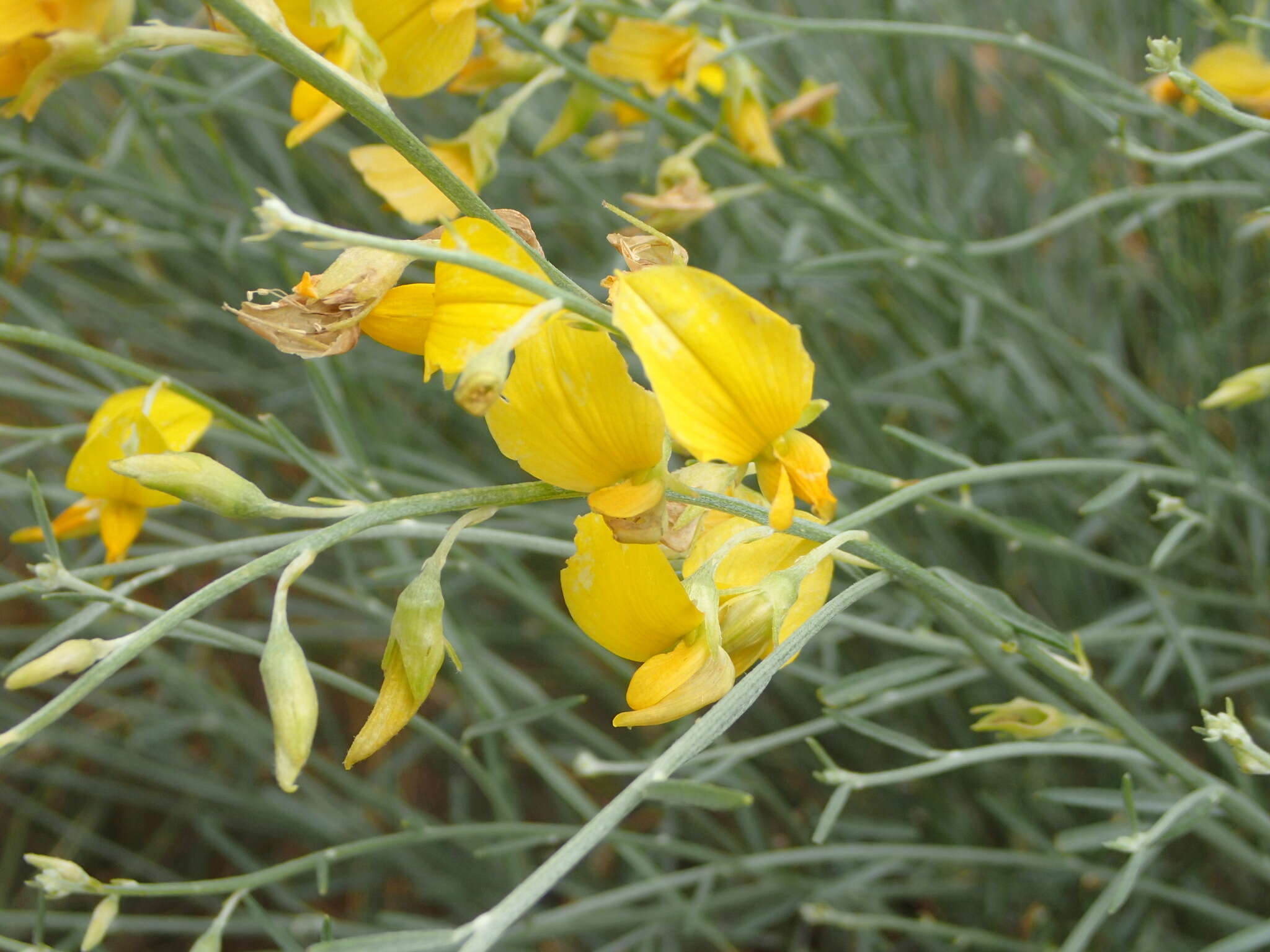 Crotalaria spartioides DC.的圖片