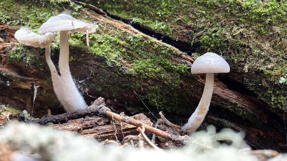 Image of Mycena overholtsii A. H. Sm. & Solheim 1953