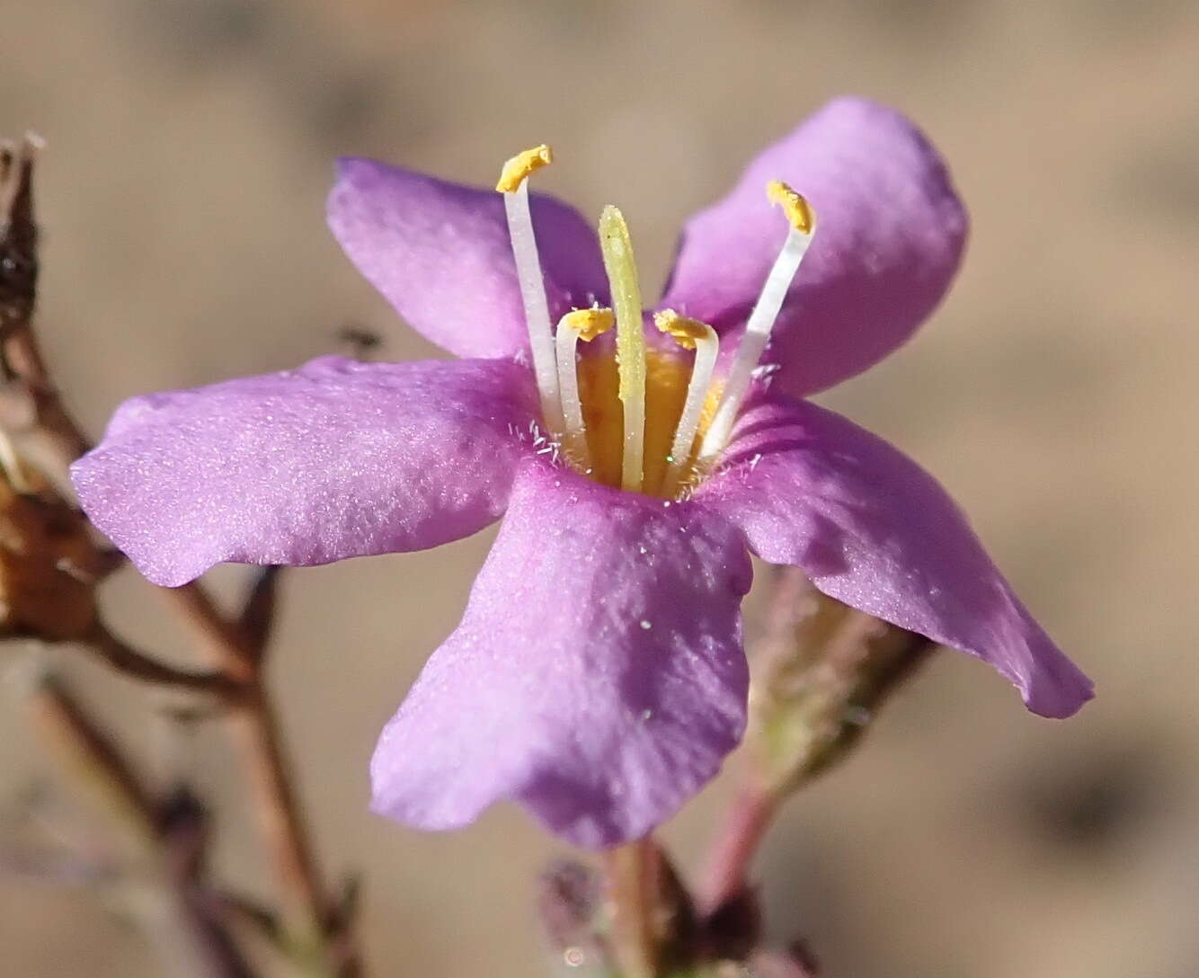 Image of Sutera subnuda (N. E. Br.) Hiern