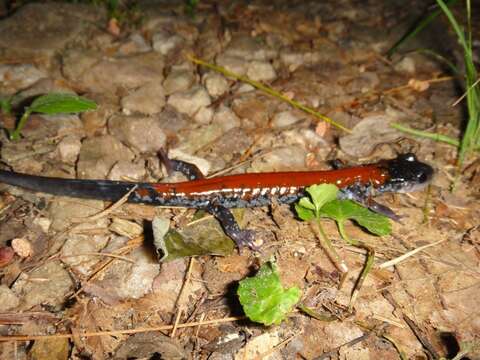 Image of Yonahlossee Salamander