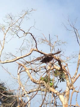 Image of North Island Kaka