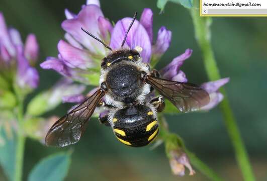 Image of Anthidium septemspinosum Lepeletier 1841