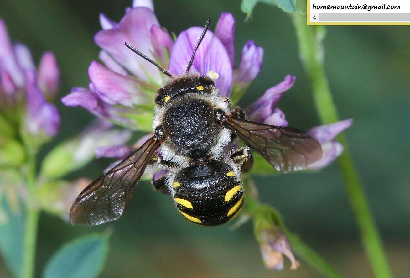 Imagem de Anthidium septemspinosum Lepeletier 1841