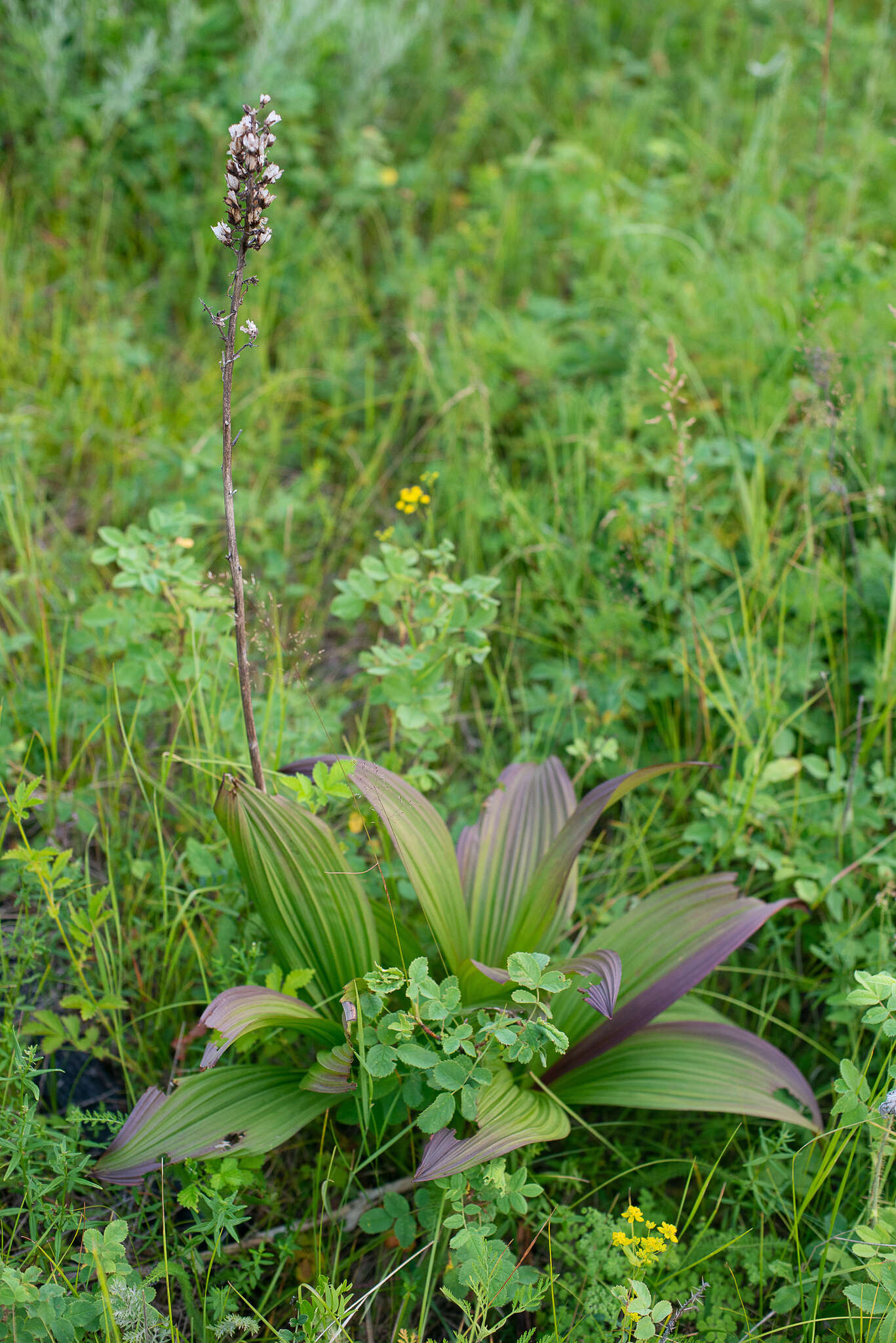 Image of black false hellebore