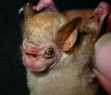 Image of Visored Bat