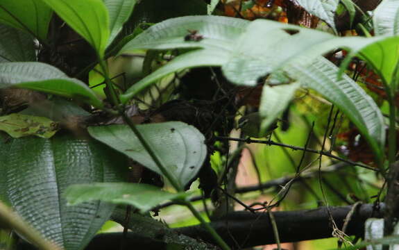 Image of Brown-capped Tyrannulet