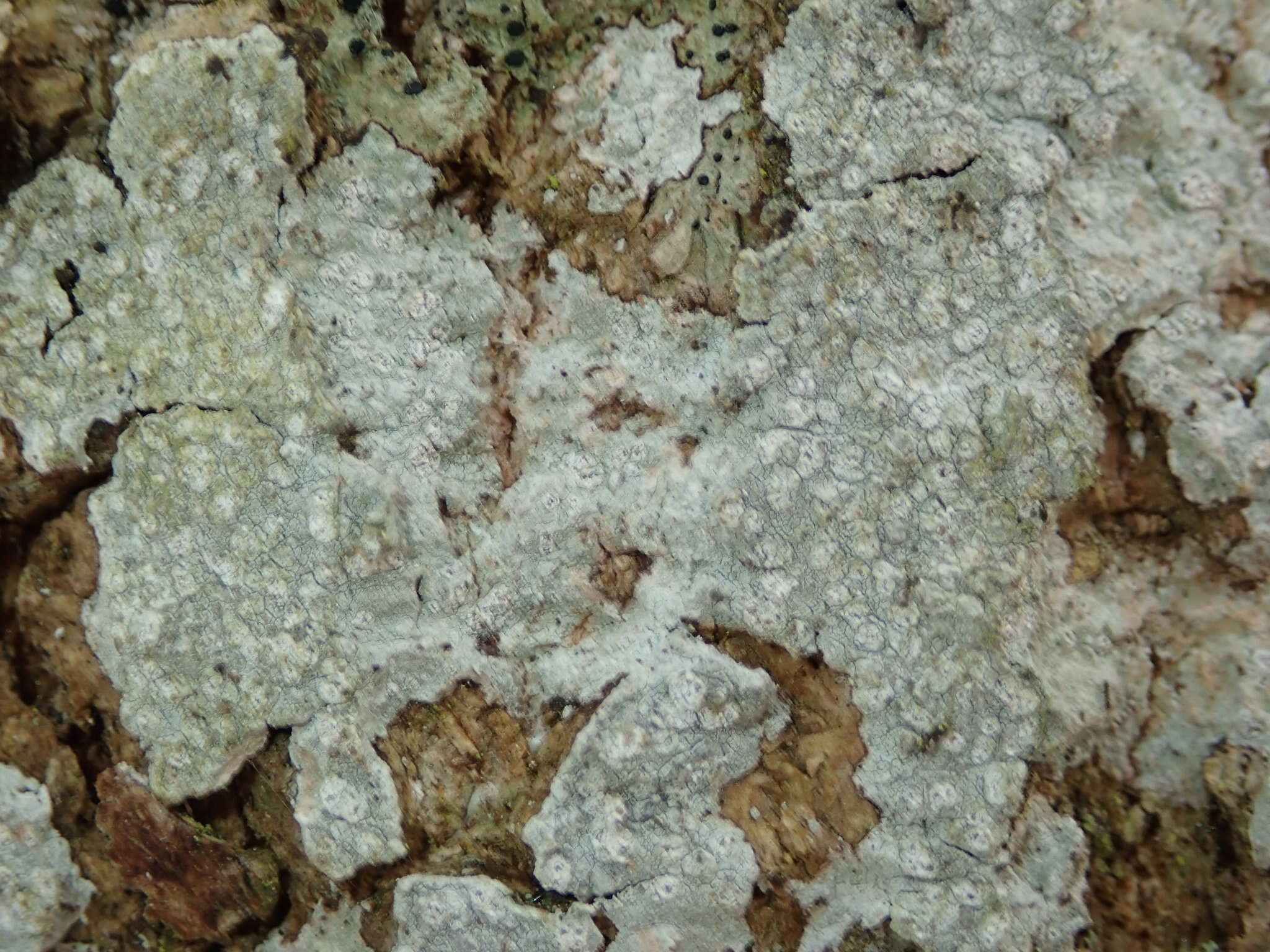 Image of blemished lichen