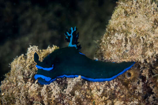 Image of Morose black and blue slug