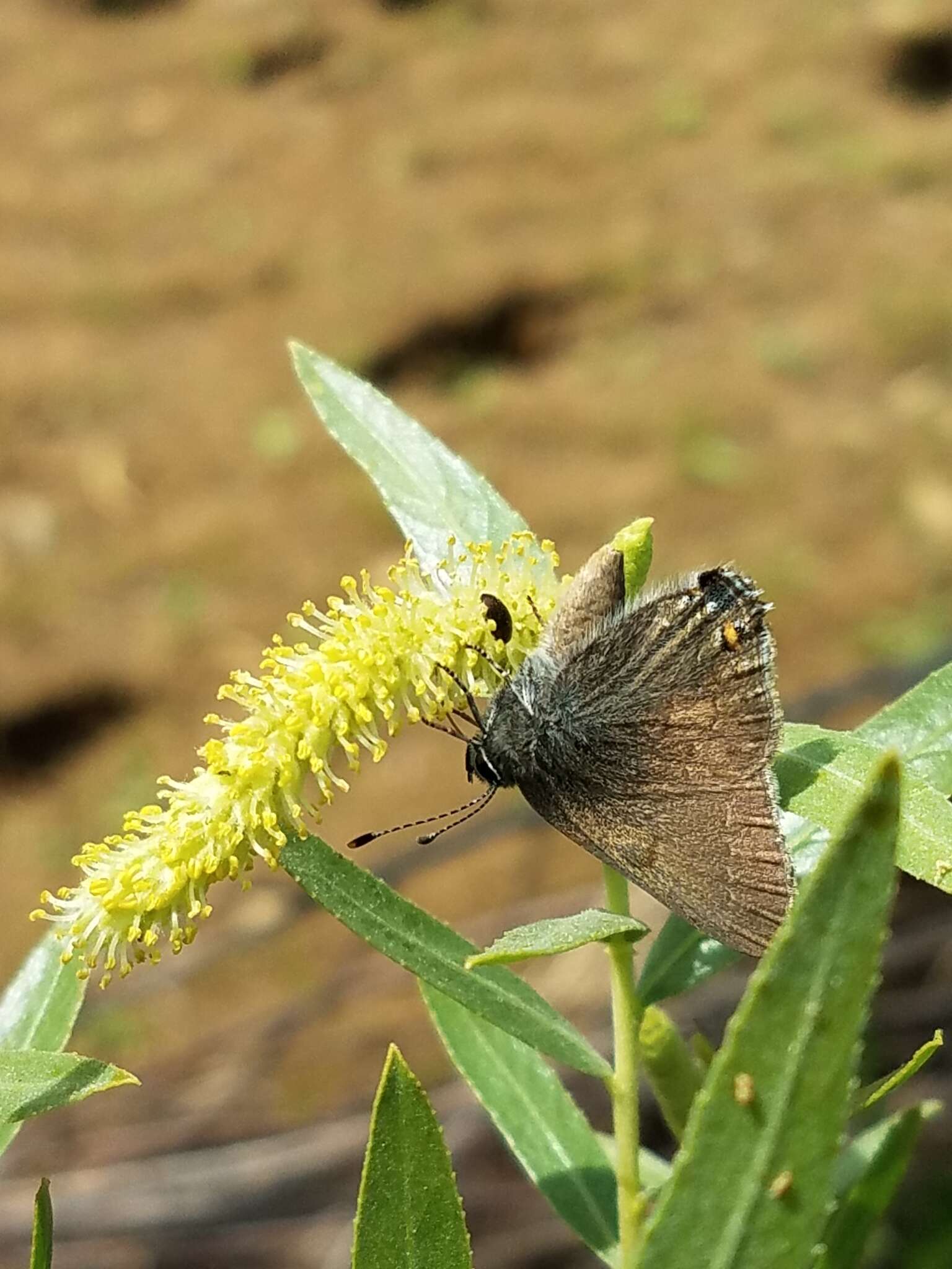 صورة Satyrium auretorum (Boisduval 1852)