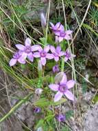 Image de Gentianella biebersteinii (Bunge) Holub