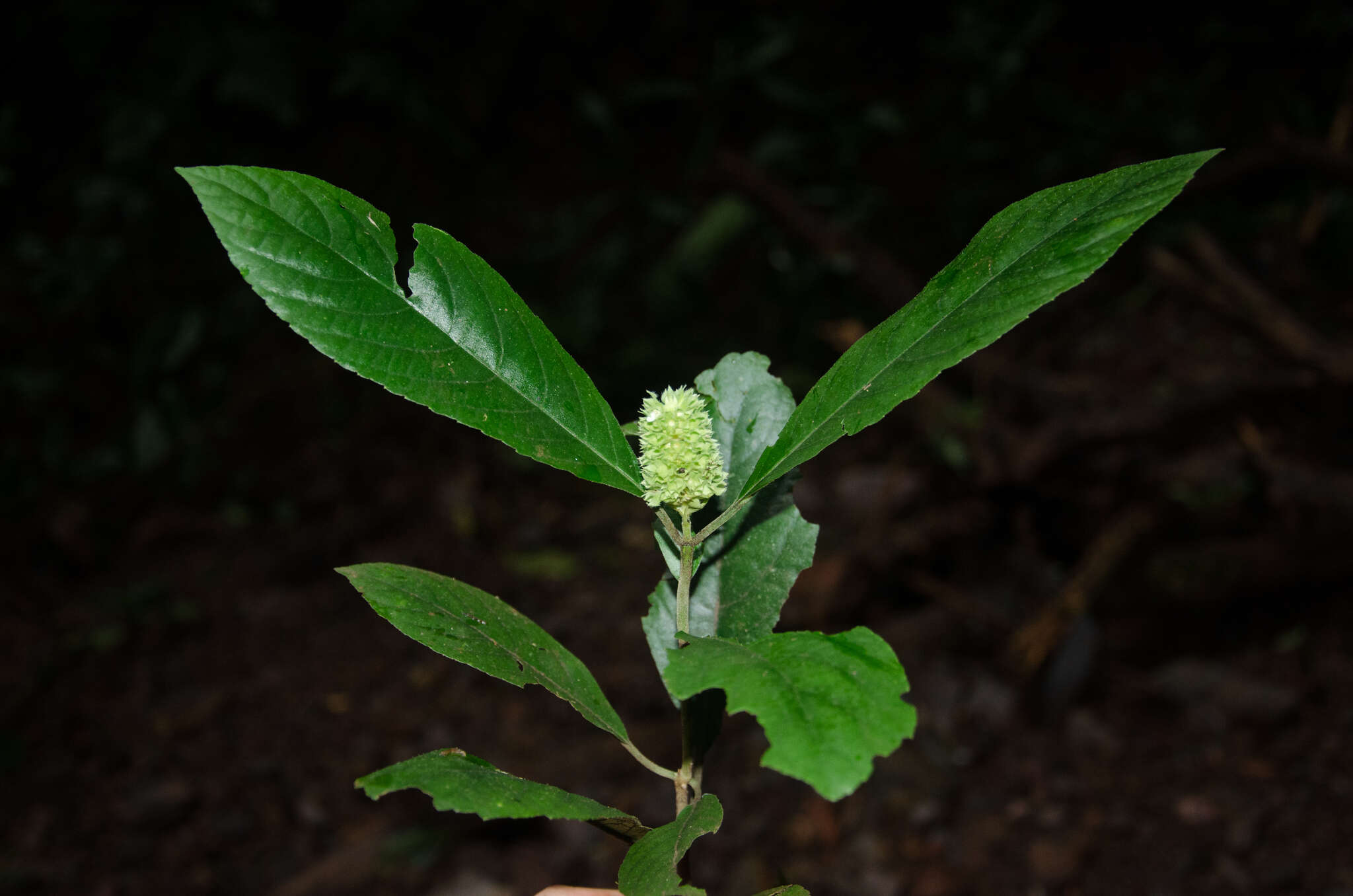 Image of Achyrospermum oblongifolium Baker