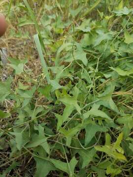 Image of chaparral false bindweed