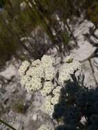 Petalacte coronata (L.) D. Don resmi