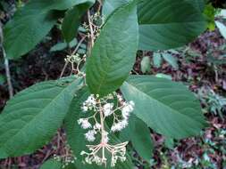 Sivun Callicarpa longifolia Lam. kuva