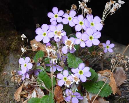 Primula caveana W. W. Sm. resmi