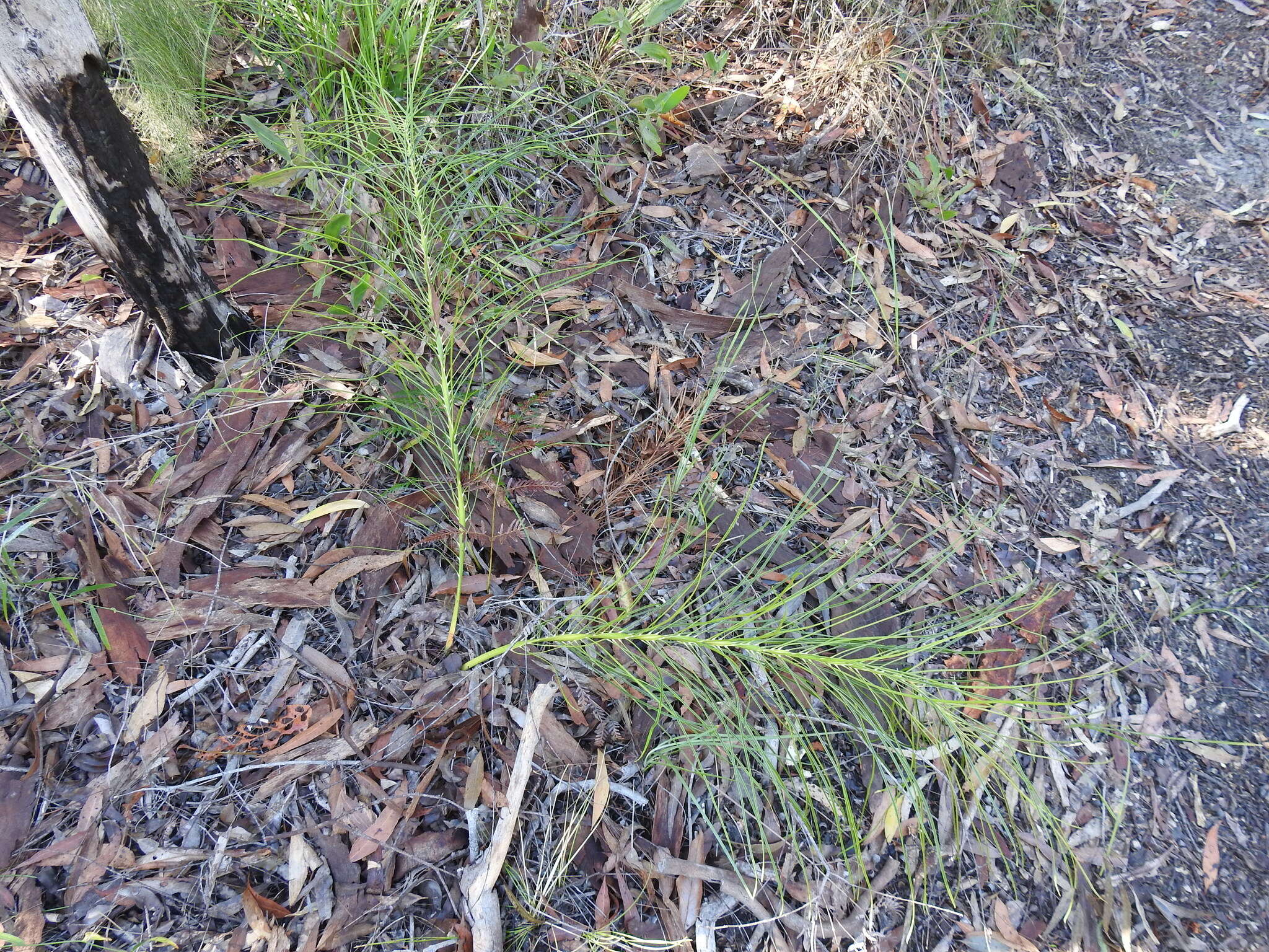 Image of Cycad