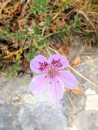 Imagem de Erodium daucoides Boiss.