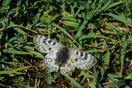 Image de Parnassius delphius (Eversmann 1843)